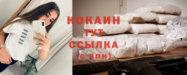 сатива Новозыбков