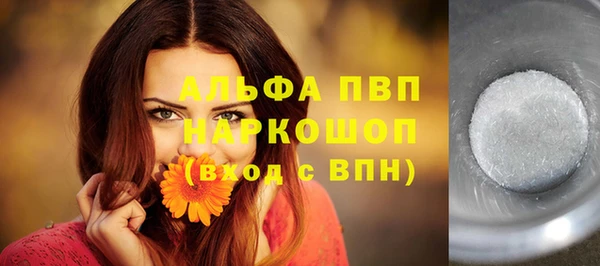 сатива Новозыбков