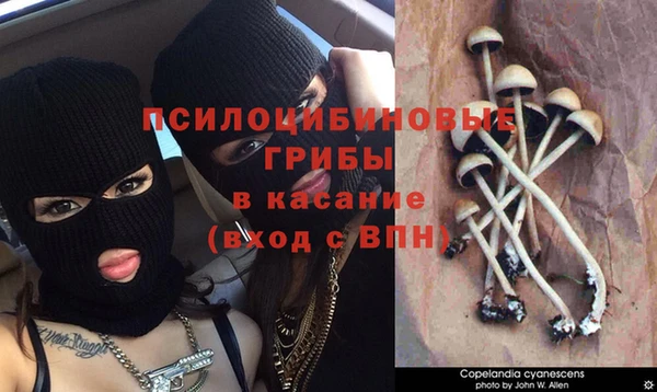 прущие грибы Новодвинск