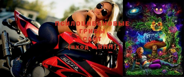 сатива Новозыбков