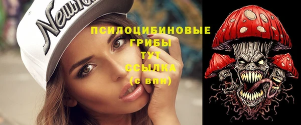 сатива Новозыбков